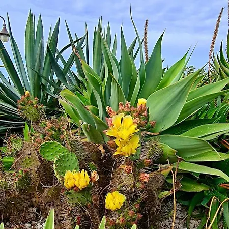 Infinity Sea View Heated Pool Jacuzzi Sauna Bbq Villa Ventu Di Mari Vila *